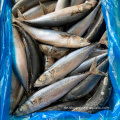 Große Größe gefrorener pazifischer Makrelenfisch für den Großhandel